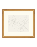 Lemon Branch Drawing