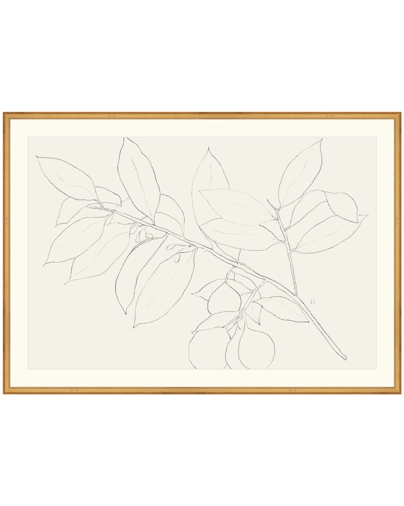 Lemon Branch Drawing