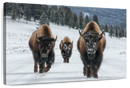 Bison Family In Yellowstone National Park Wall Art