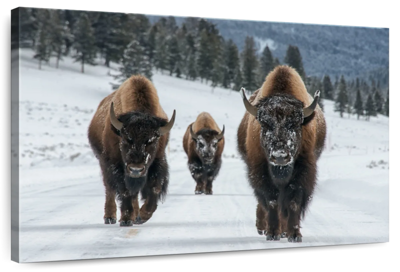 Bison Family In Yellowstone National Park Wall Art