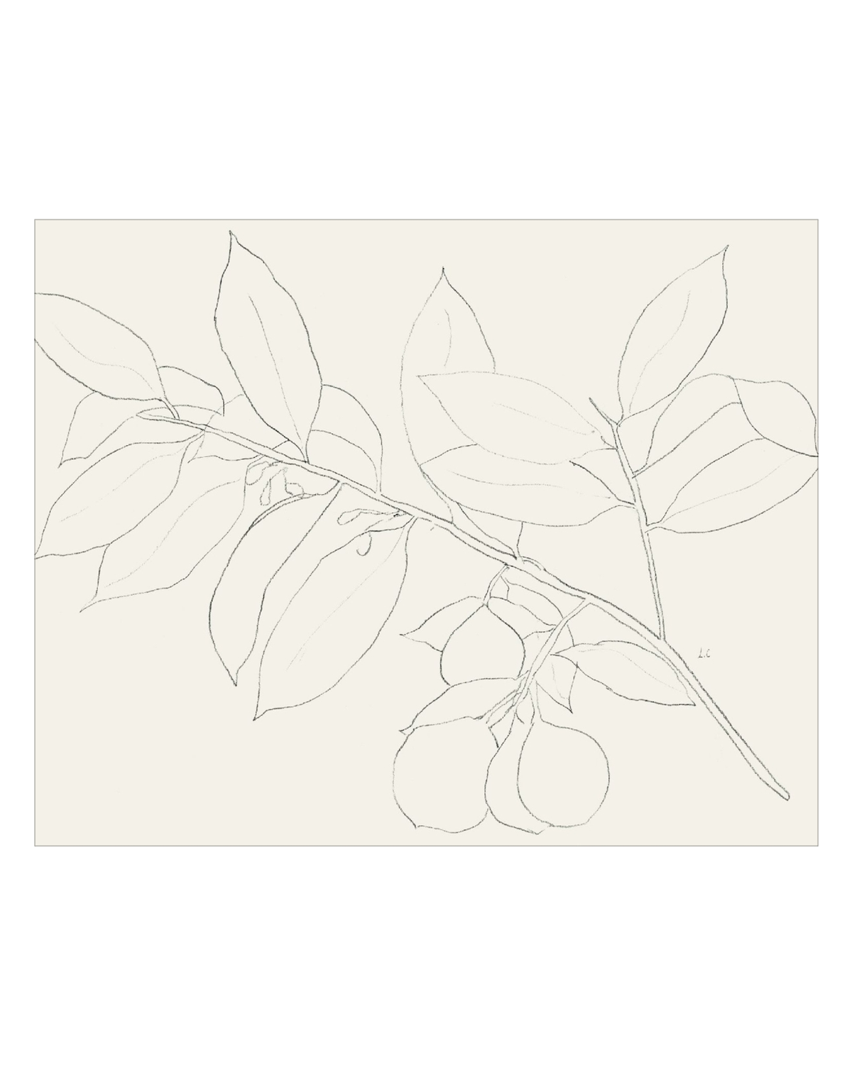 Lemon Branch Drawing, photo 31 of 42