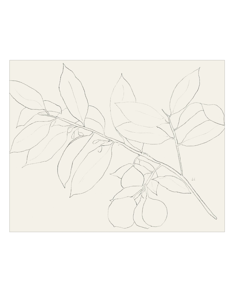 Lemon Branch Drawing