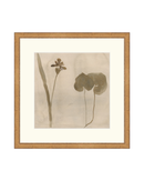 Botanical Thoughts II