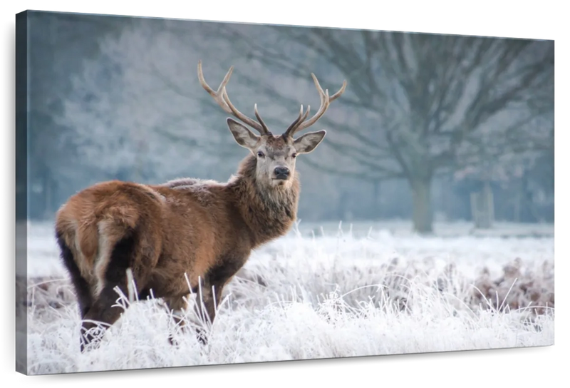 Deer Stare Wall Art