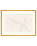 Lemon Branch Drawing