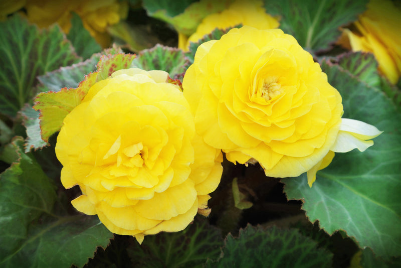 10 MIXED DOUBLE BEGONIA Tuberosa Tuberous Begonia Red Pink White Yellow Orange Shade Flower Seeds