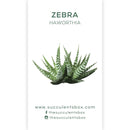 Agave/ Aloe/ Gasteria and Haworthia Succulent ID Cards