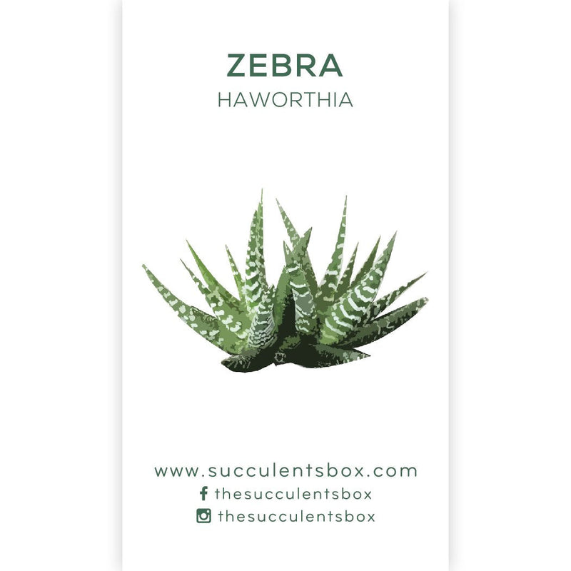 Agave/ Aloe/ Gasteria and Haworthia Succulent ID Cards