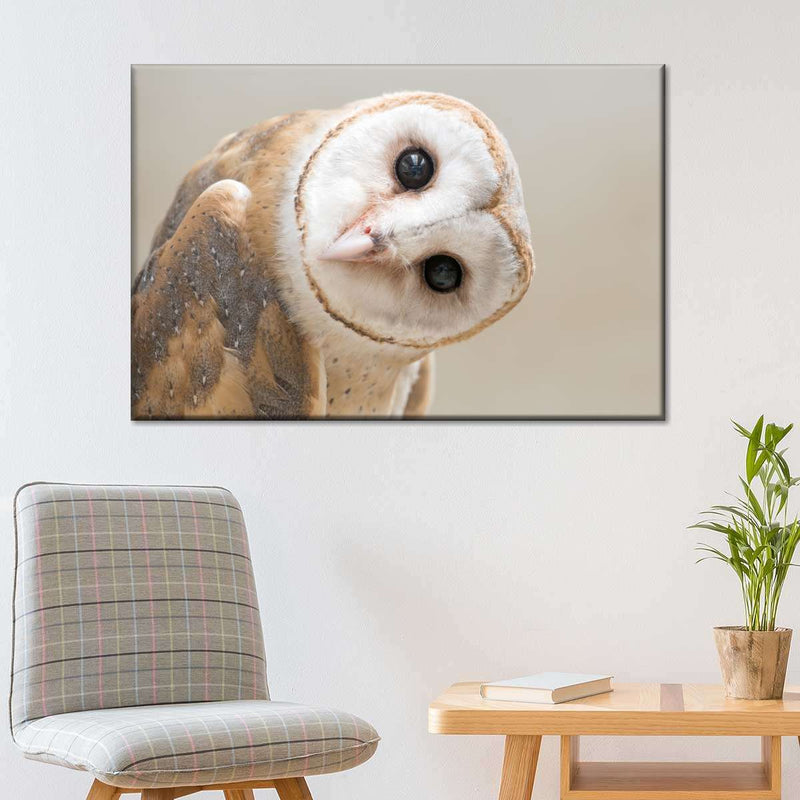 Barn Owl Gaze Wall Art