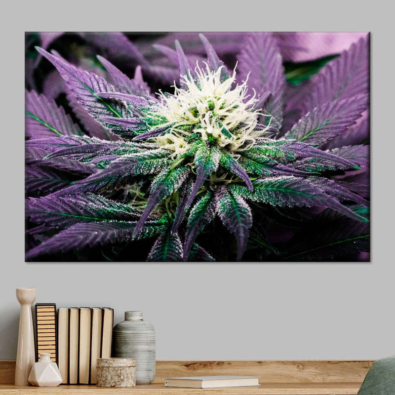 Rare Cannabis Plant Wall Art