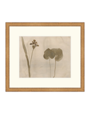 Botanical Thoughts II